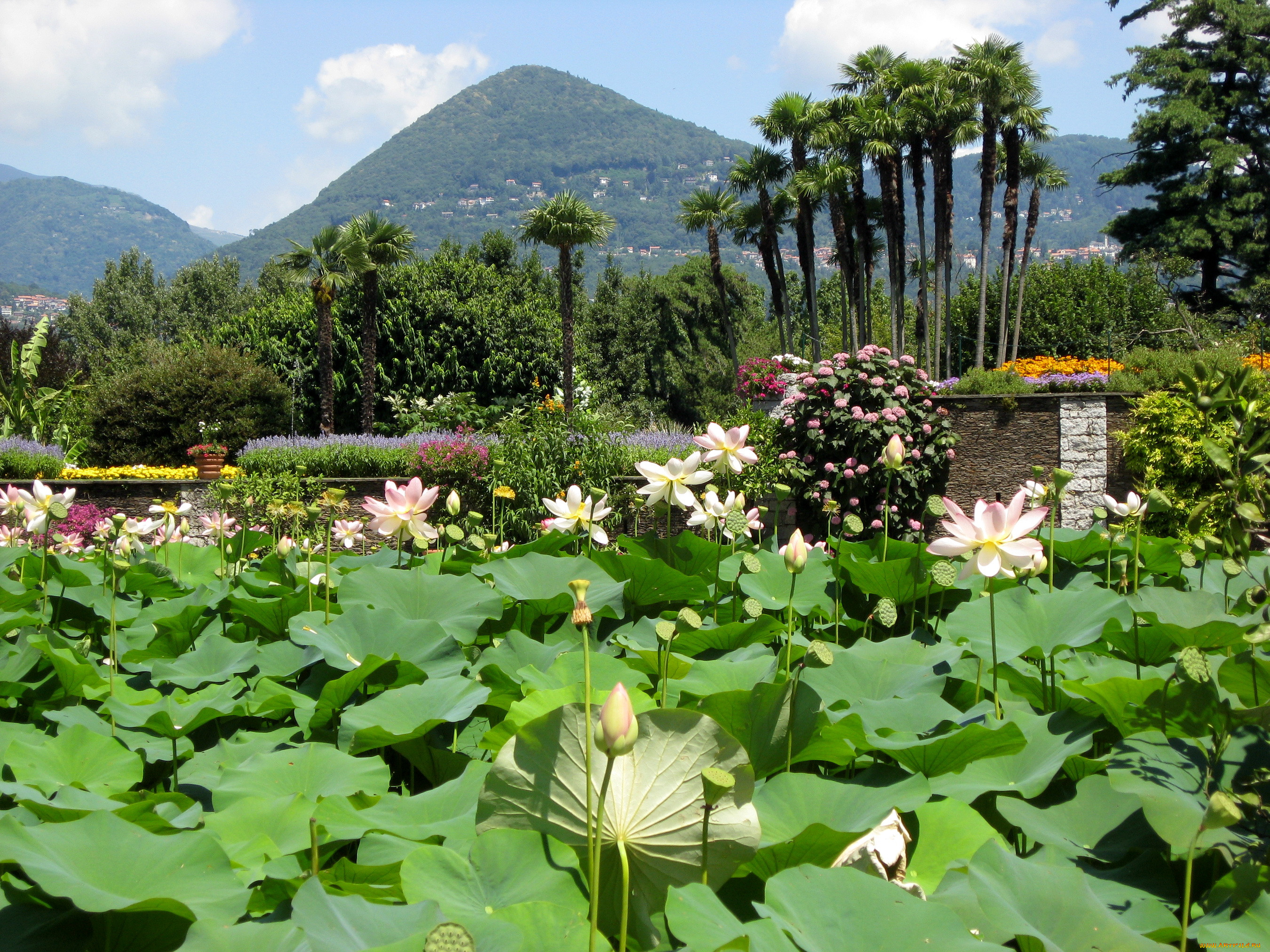 lotus, garden, , , , , , , 